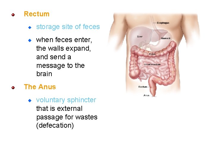 Rectum storage site of feces when feces enter, the walls expand, and send a