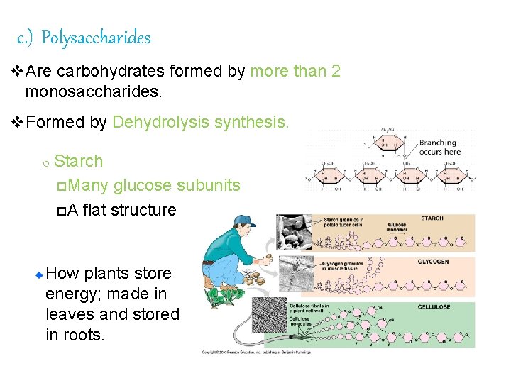 c. ) Polysaccharides v. Are carbohydrates formed by more than 2 monosaccharides. v. Formed