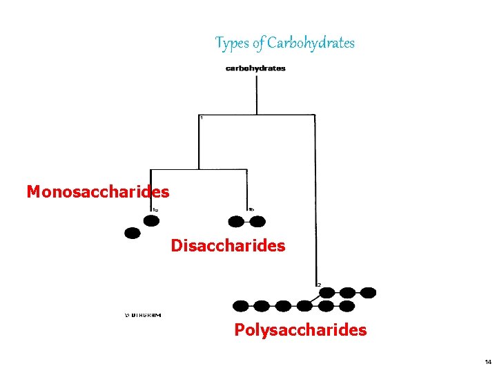 Types of Carbohydrates Monosaccharides Disaccharides Polysaccharides 14 