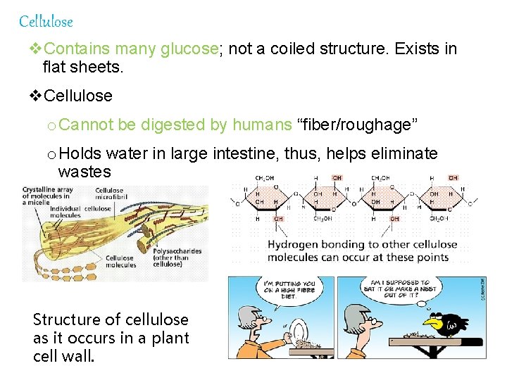 Cellulose v. Contains many glucose; not a coiled structure. Exists in flat sheets. v.