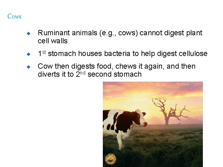 Cows Ruminant animals (e. g. , cows) cannot digest plant cell walls 1 st