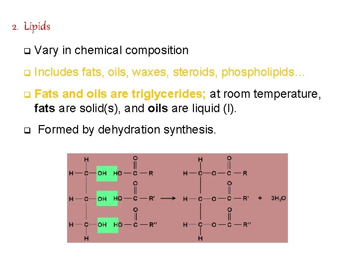 2. Lipids q Vary in chemical composition q Includes fats, oils, waxes, steroids, phospholipids…