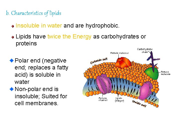 b. Characteristics of lipids Insoluble in water and are hydrophobic. Lipids have twice the