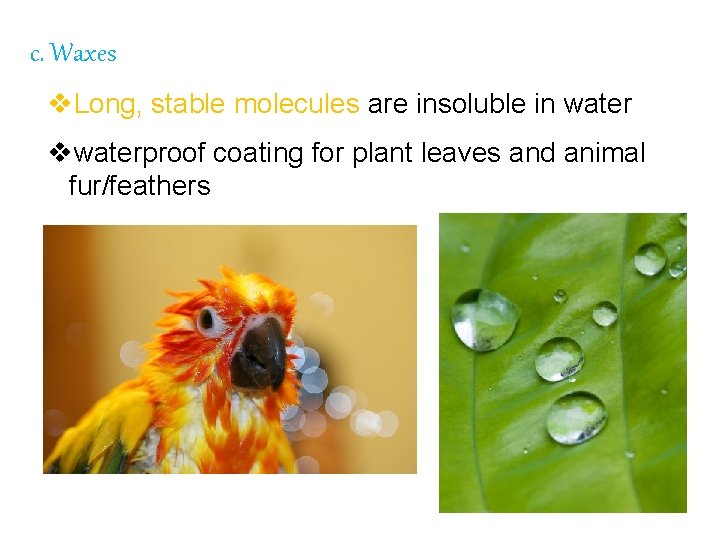  c. Waxes v. Long, stable molecules are insoluble in water vwaterproof coating for