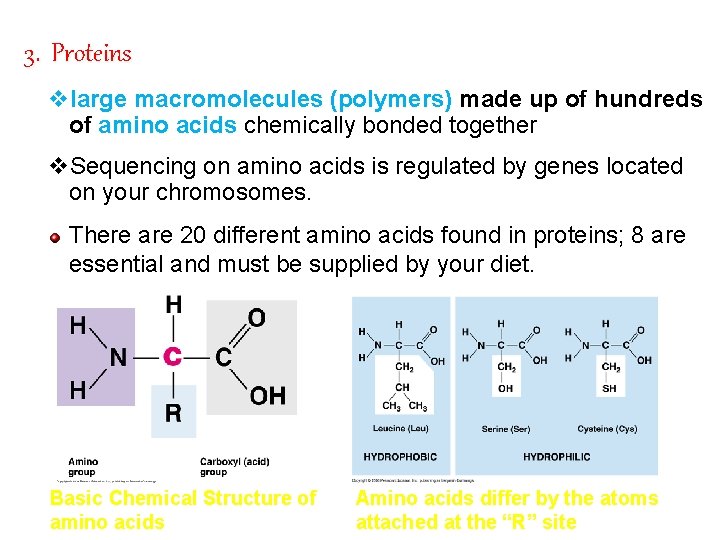 3. Proteins vlarge macromolecules (polymers) made up of hundreds of amino acids chemically bonded