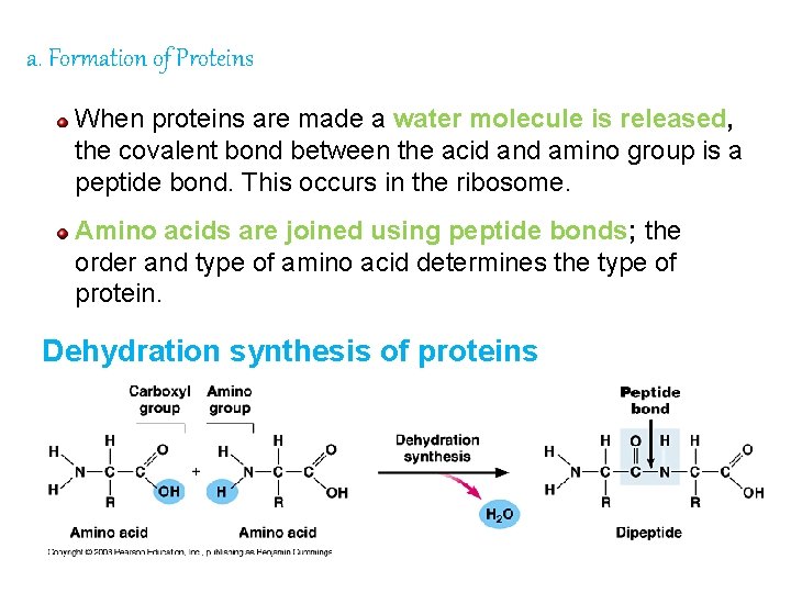 a. Formation of Proteins When proteins are made a water molecule is released, the