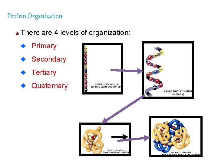 Protein Organization There are 4 levels of organization: Primary Secondary Tertiary Quaternary 