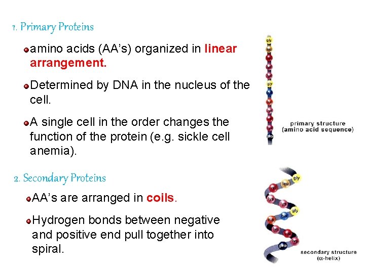 1. Primary Proteins amino acids (AA’s) organized in linear arrangement. Determined by DNA in