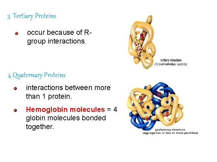 3. Tertiary Proteins occur because of Rgroup interactions. 4. Quaternary Proteins interactions between more