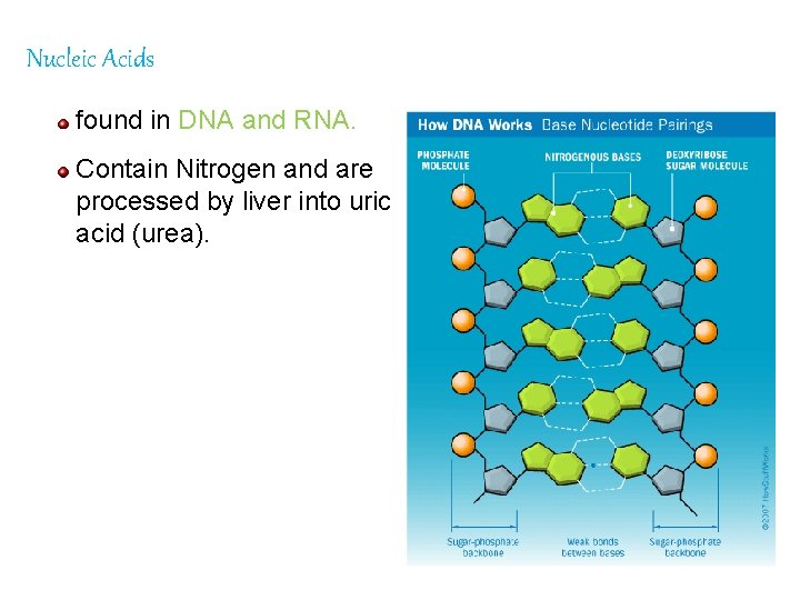 Nucleic Acids found in DNA and RNA. Contain Nitrogen and are processed by liver