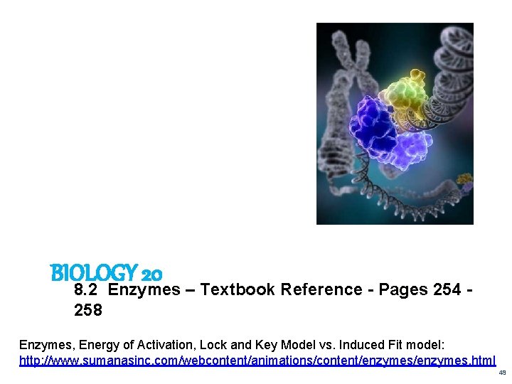 BIOLOGY 20 8. 2 Enzymes – Textbook Reference - Pages 254 258 Enzymes, Energy