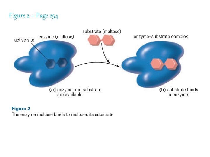 Figure 2 – Page 254 