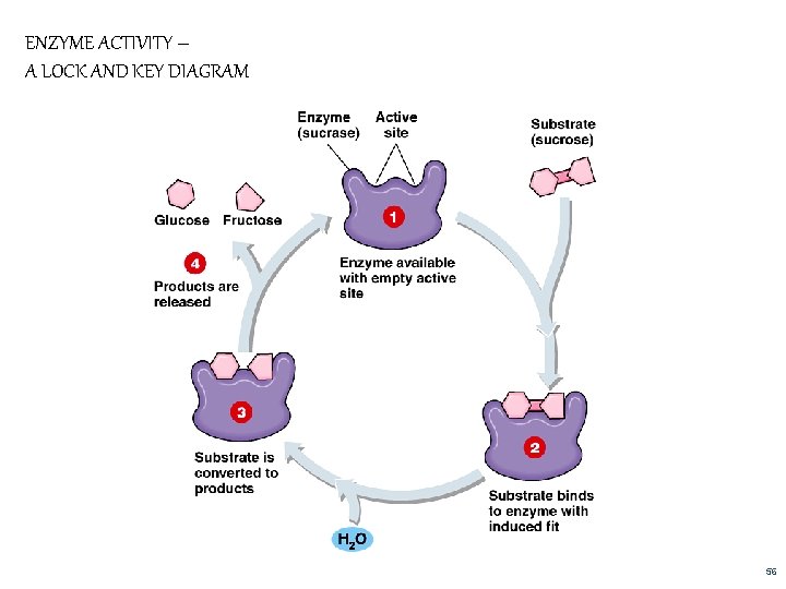 ENZYME ACTIVITY – A LOCK AND KEY DIAGRAM 56 