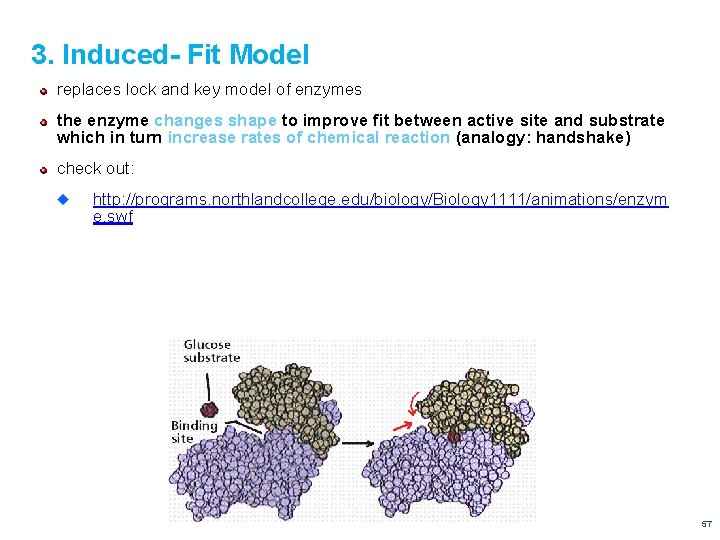 3. Induced- Fit Model replaces lock and key model of enzymes the enzyme changes