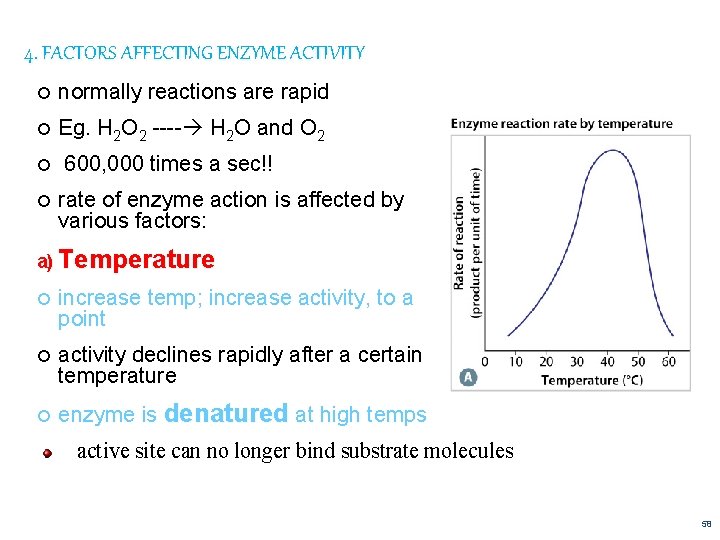 4. FACTORS AFFECTING ENZYME ACTIVITY normally reactions are rapid Eg. H 2 O 2