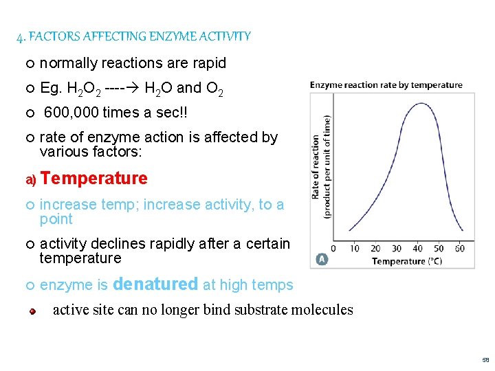 4. FACTORS AFFECTING ENZYME ACTIVITY normally reactions are rapid Eg. H 2 O 2