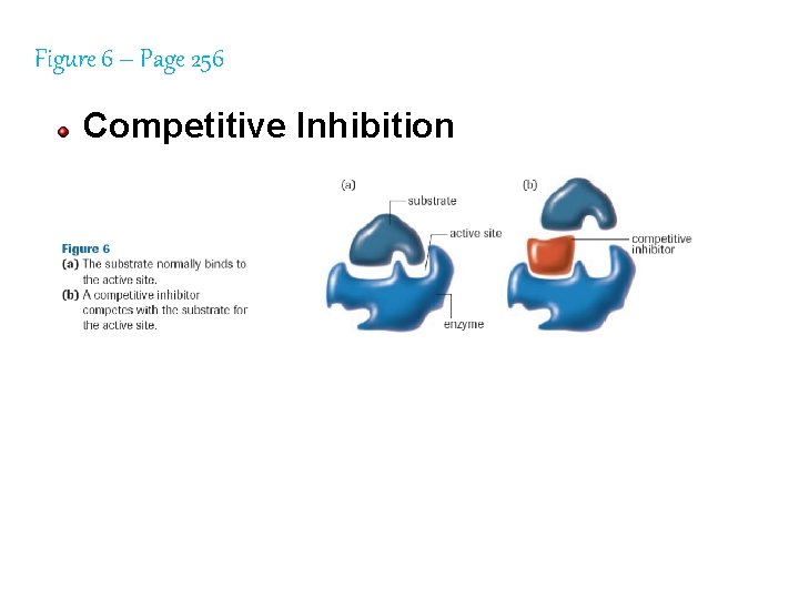 Figure 6 – Page 256 Competitive Inhibition 