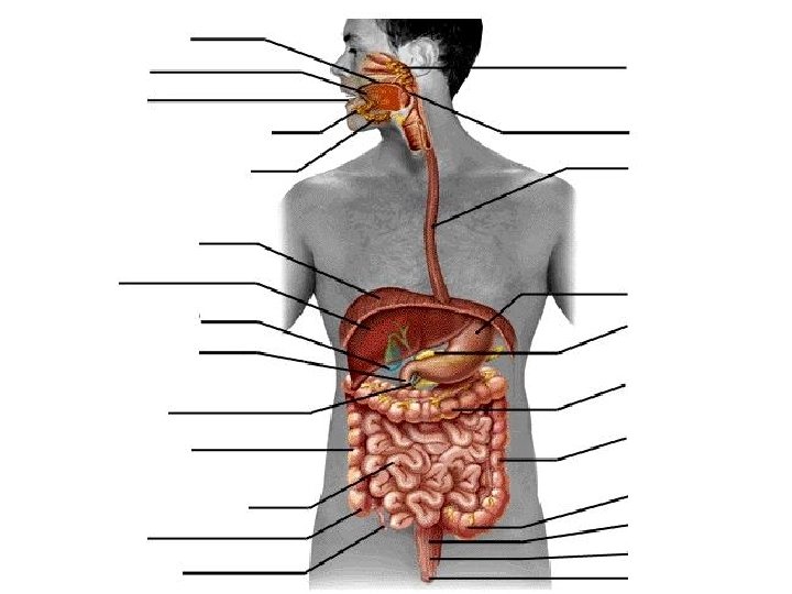 Can you determine the major organs of the digestive system? 71 