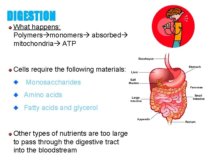 DIGESTION What happens: Polymers monomers absorbed mitochondria ATP Cells require the following materials: Monosaccharides