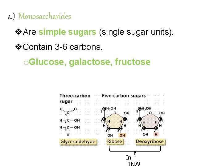 a. ) Monosaccharides v. Are simple sugars (single sugar units). v. Contain 3 -6