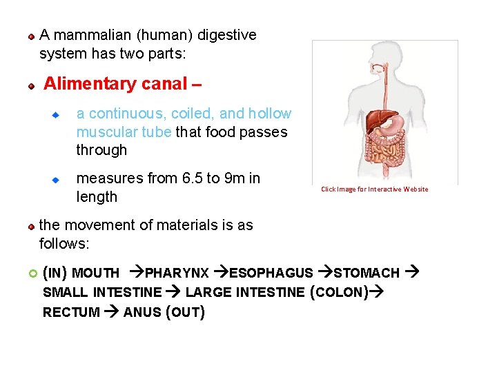 A mammalian (human) digestive system has two parts: Alimentary canal – a continuous, coiled,