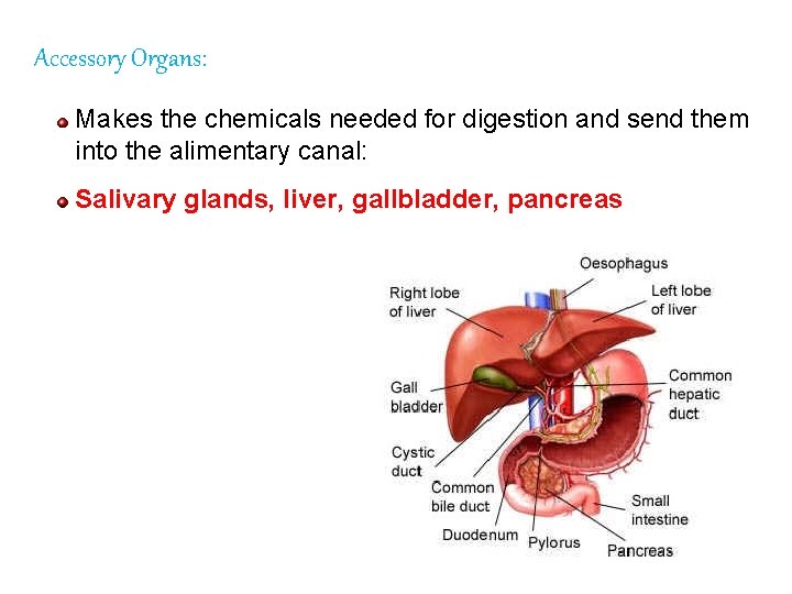 Accessory Organs: Makes the chemicals needed for digestion and send them into the alimentary