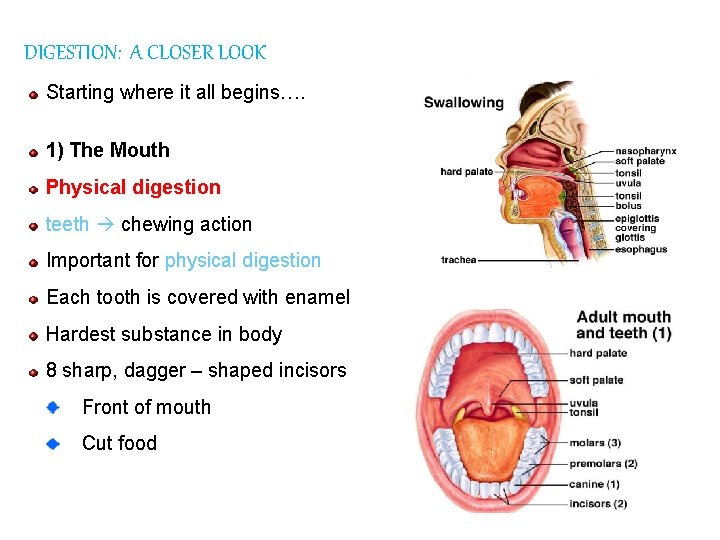 DIGESTION: A CLOSER LOOK Starting where it all begins…. 1) The Mouth Physical digestion