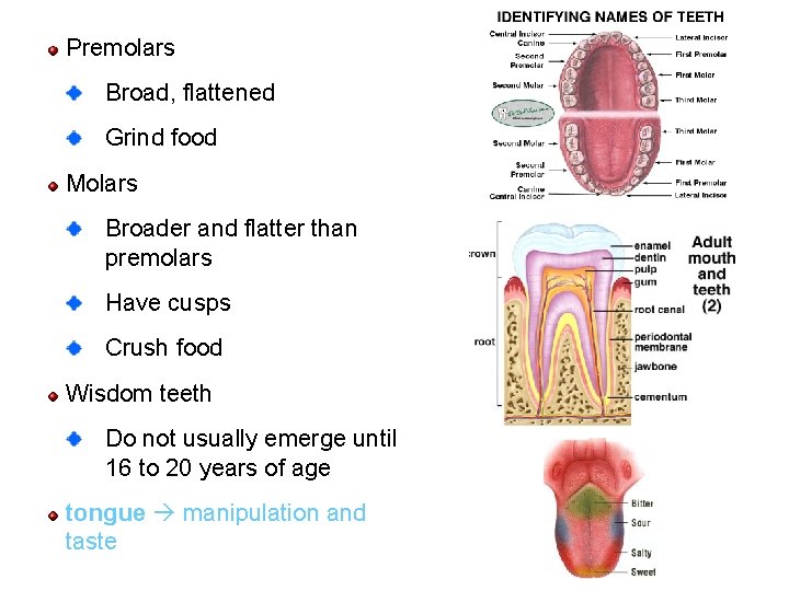 Premolars Broad, flattened Grind food Molars Broader and flatter than premolars Have cusps Crush