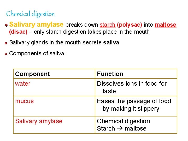 Chemical digestion Salivary amylase breaks down starch (polysac) into maltose (disac) – only starch