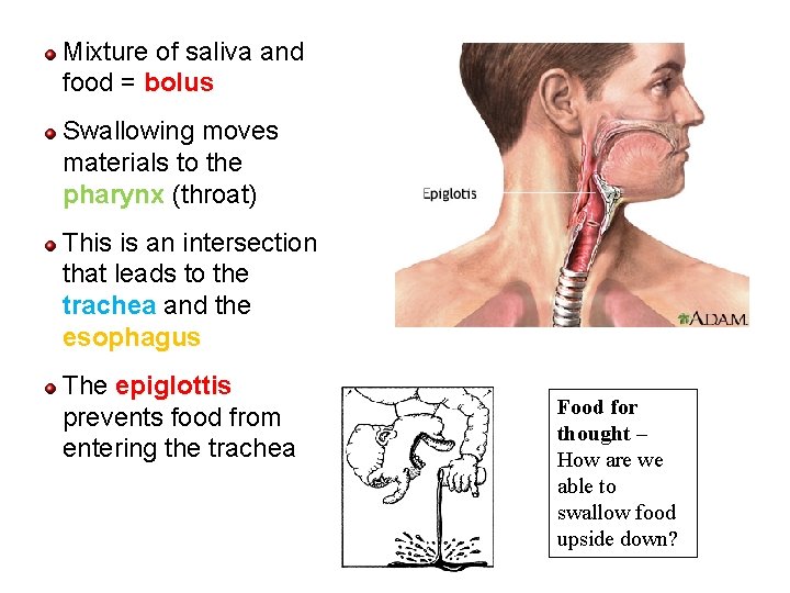 Mixture of saliva and food = bolus Swallowing moves materials to the pharynx (throat)