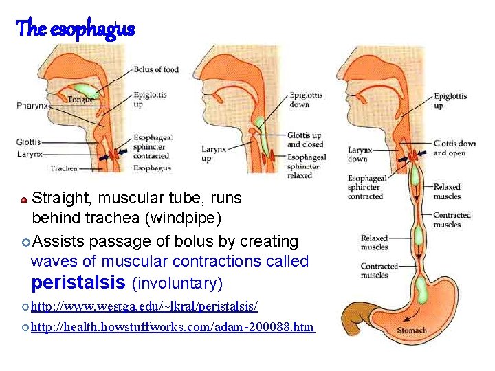 The esophagus Straight, muscular tube, runs behind trachea (windpipe) Assists passage of bolus by