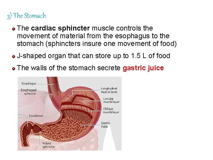3) The Stomach The cardiac sphincter muscle controls the movement of material from the