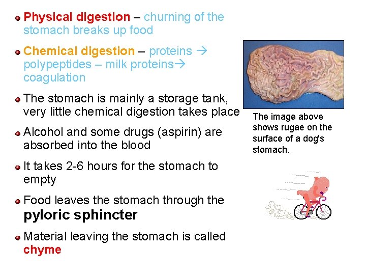 Physical digestion – churning of the stomach breaks up food Chemical digestion – proteins