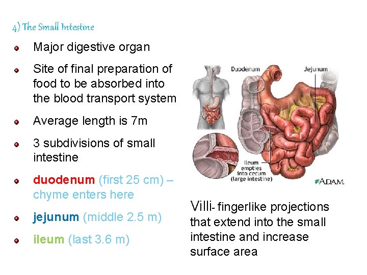 4) The Small Intestine Major digestive organ Site of final preparation of food to