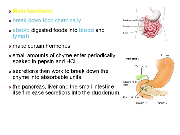 Main functions: break down food chemically absorb digested foods into blood and lymph make