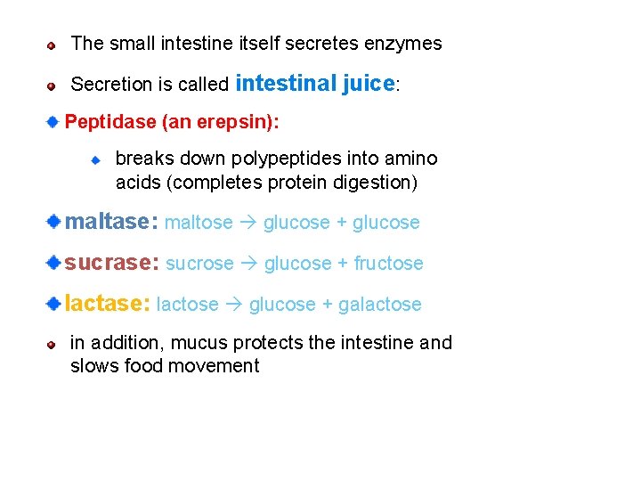 The small intestine itself secretes enzymes Secretion is called intestinal juice: Peptidase (an erepsin):