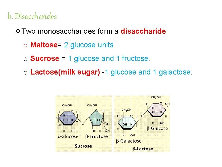 b. Disaccharides v. Two monosaccharides form a disaccharide o Maltose= Maltose 2 glucose units