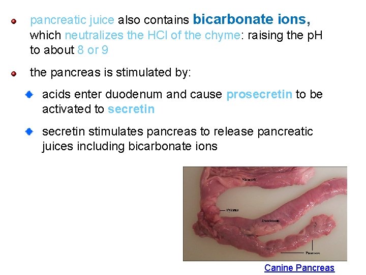 pancreatic juice also contains bicarbonate ions, which neutralizes the HCl of the chyme: raising