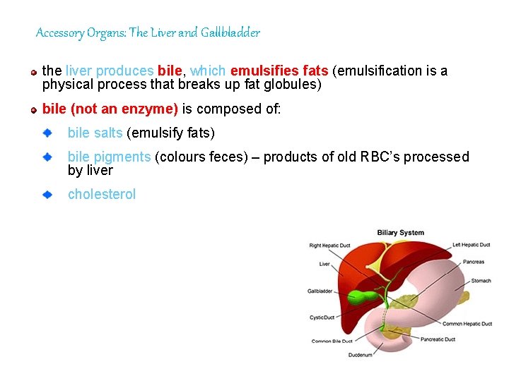 Accessory Organs: The Liver and Gallbladder the liver produces bile, bile which emulsifies fats
