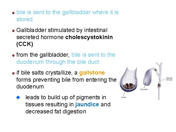 bile is sent to the gallbladder where it is stored Gallbladder stimulated by intestinal