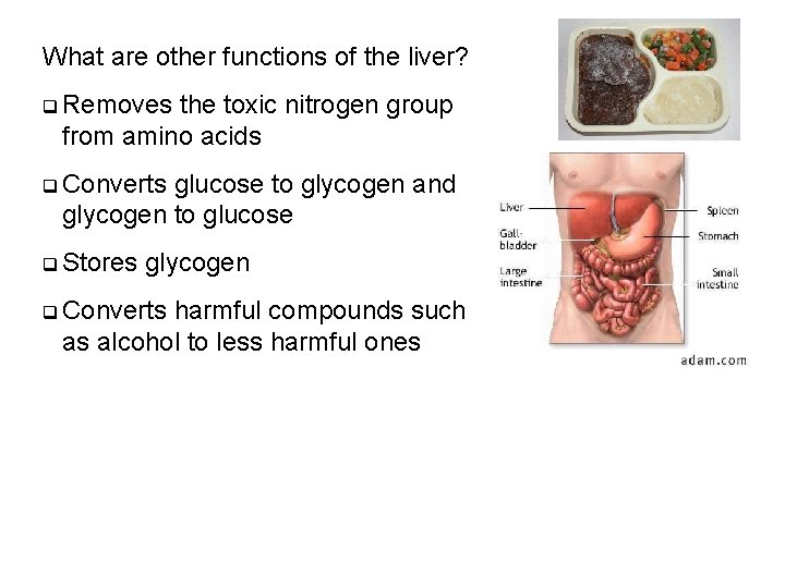 What are other functions of the liver? q Removes the toxic nitrogen group from