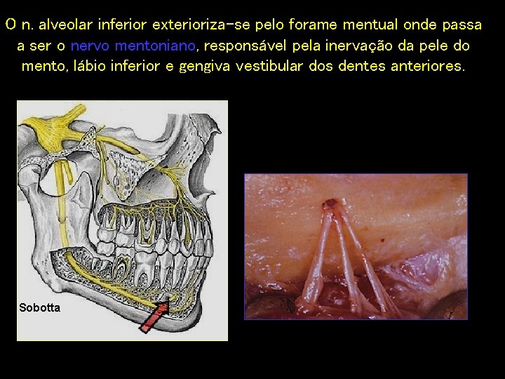 O n. alveolar inferior exterioriza-se pelo forame mentual onde passa a ser o nervo