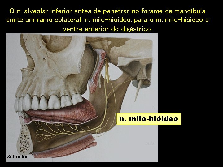 O n. alveolar inferior antes de penetrar no forame da mandíbula emite um ramo