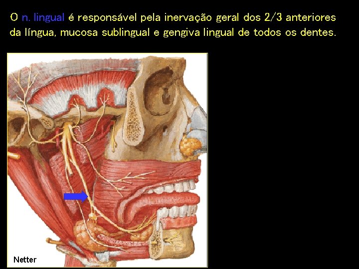 O n. lingual é responsável pela inervação geral dos 2/3 anteriores da língua, mucosa