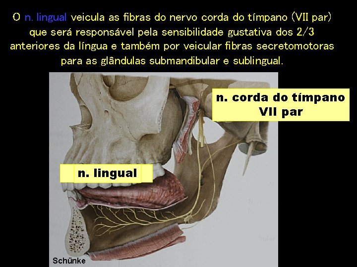 O n. lingual veicula as fibras do nervo corda do tímpano (VII par) que