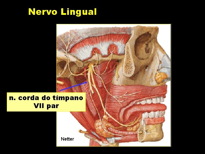 Nervo Lingual n. corda do tímpano VII par Netter 