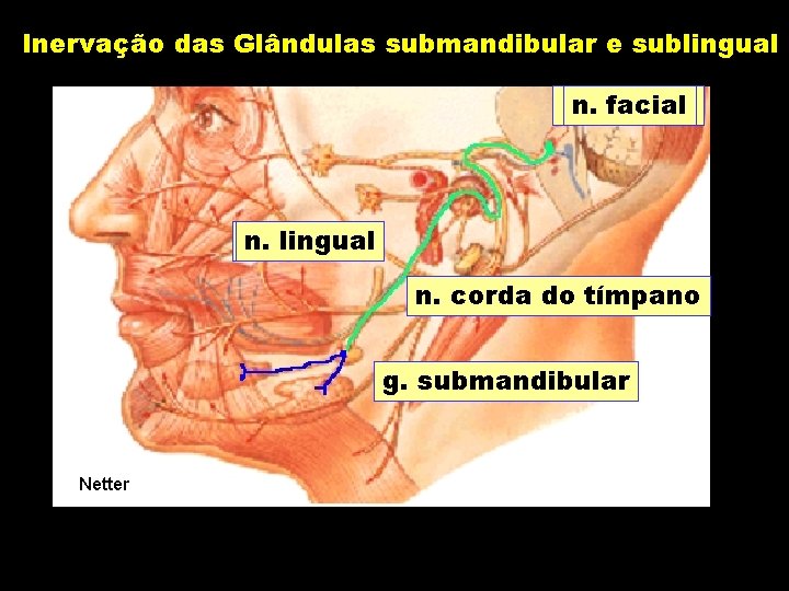 Inervação das Glândulas submandibular e sublingual n. facial n. lingual n. corda do tímpano