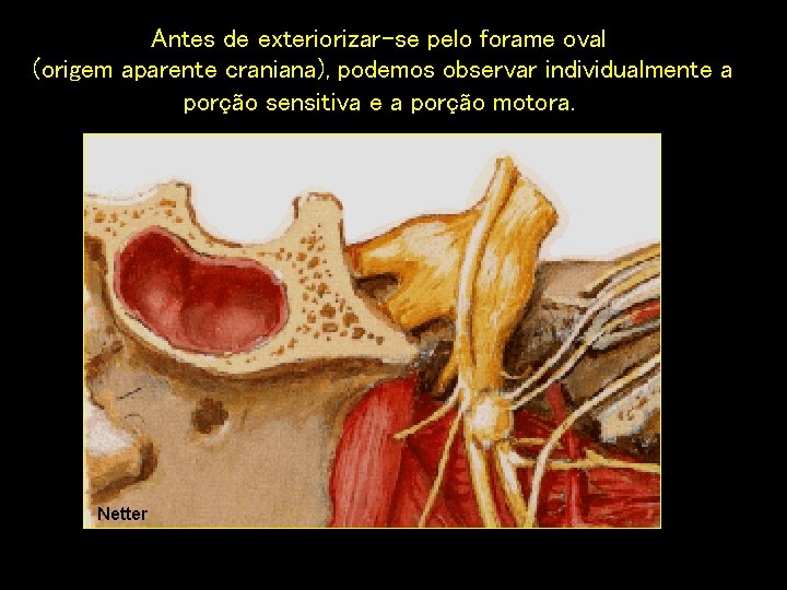 Antes de exteriorizar-se pelo forame oval (origem aparente craniana), podemos observar individualmente a porção