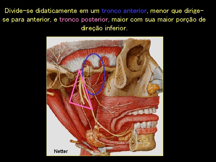 Divide-se didaticamente em um tronco anterior, menor que dirigese para anterior, e tronco posterior,