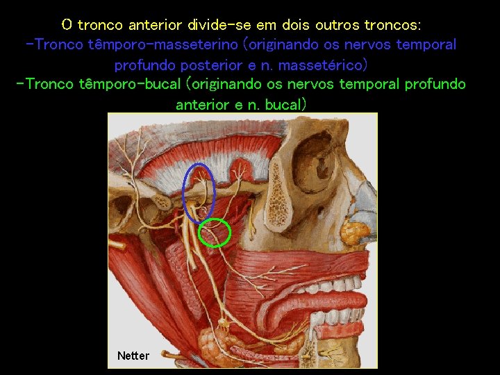 O tronco anterior divide-se em dois outros troncos: -Tronco têmporo-masseterino (originando os nervos temporal